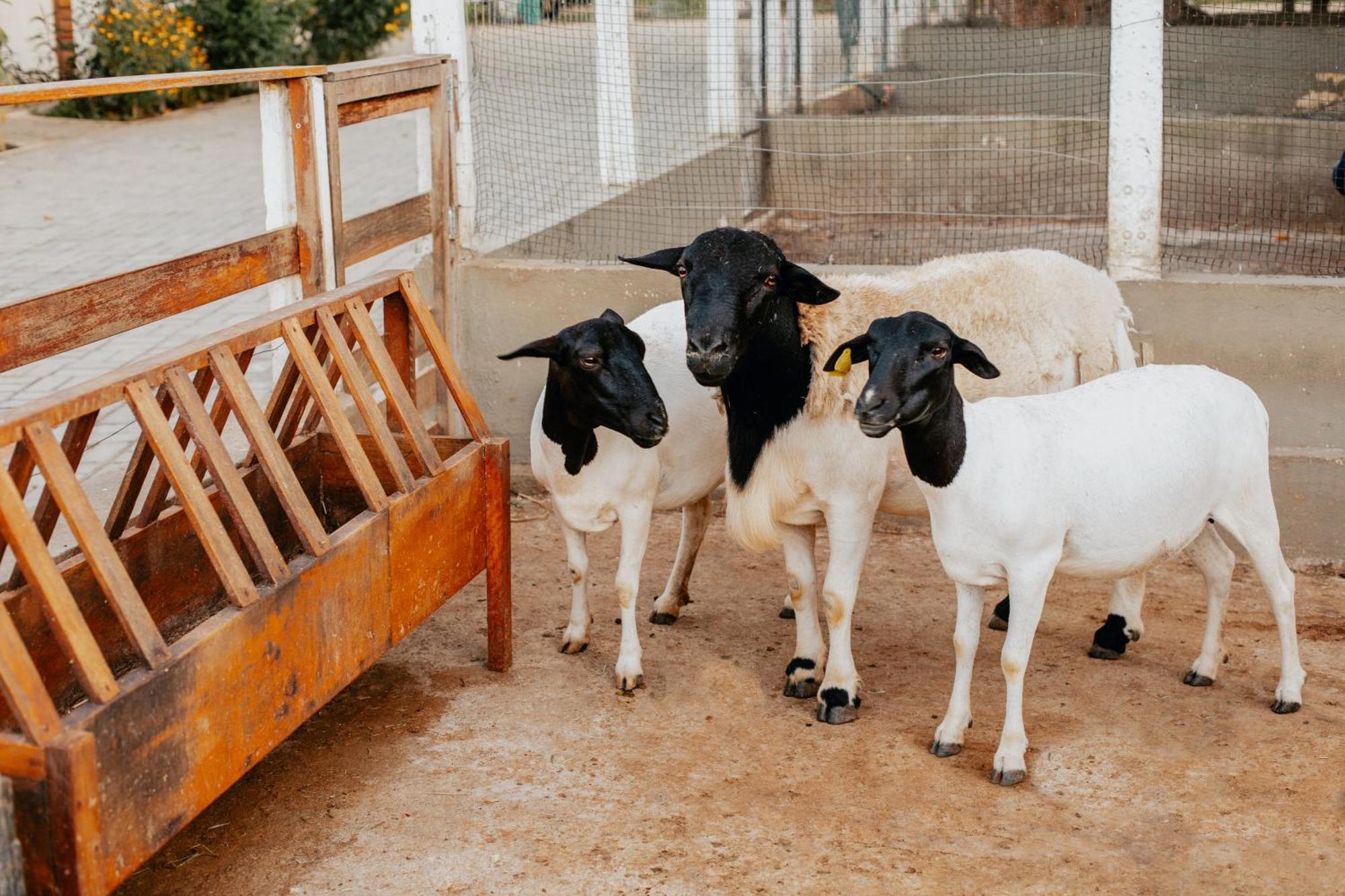 Fazenda Sol Nascente Ξενοδοχείο Paudalho Εξωτερικό φωτογραφία